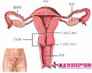 宮頸炎會引起閉經嗎